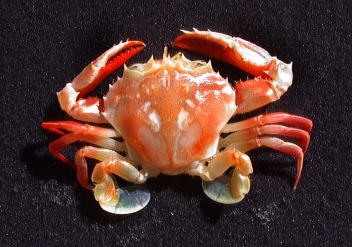[crab[4].jpg]