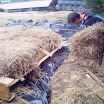 PICT0007.JPG