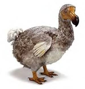 [Pássaro Dodo[4].jpg]