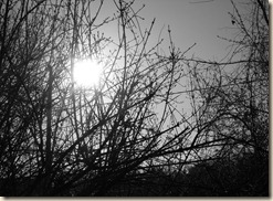 DSCN1287