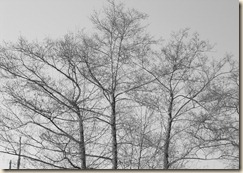 DSCN1298