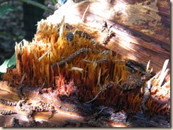 DSCF1831