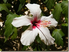 DSCF2651