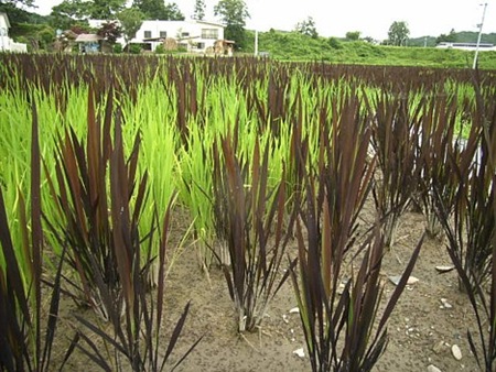 rice-paddy-art (15)