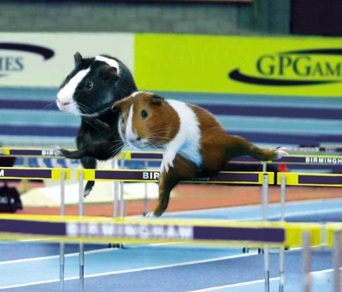 [olympics-guinea-pigs (2)[2].jpg]