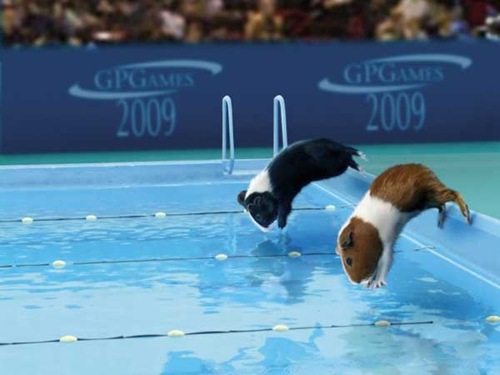 [olympics-guinea-pigs (5)[2].jpg]