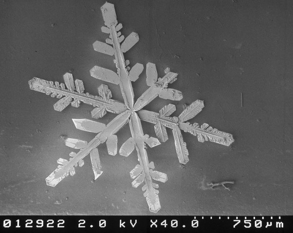 [snow-microscope (13)[2].jpg]