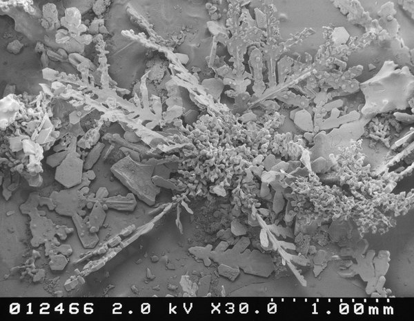 [snow-microscope (19)[2].jpg]
