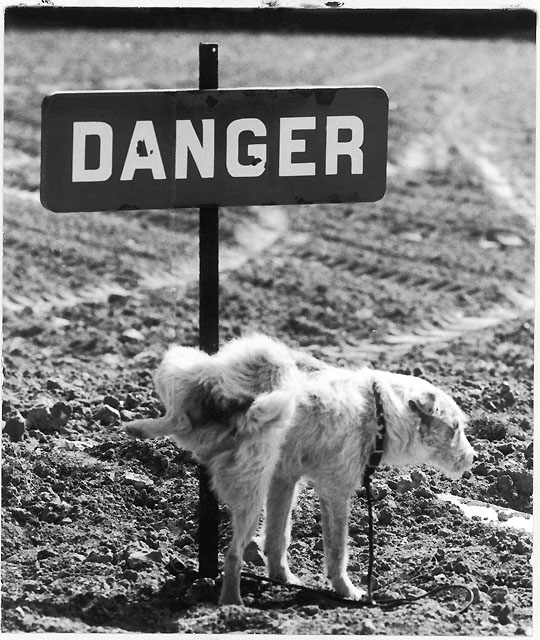 Rene Malte. Danger