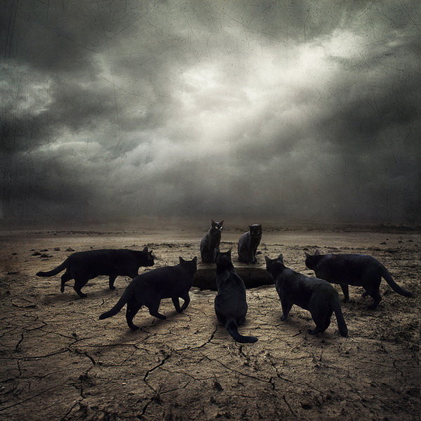 Black Cats