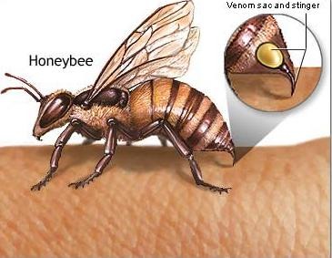 [honey bee[3].jpg]