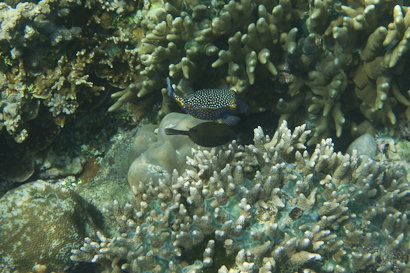 Bunaken090128-12.Pm9zQdwymvC9.jpg