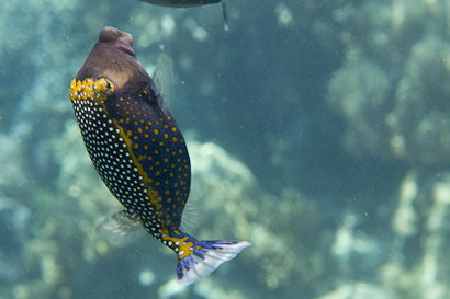 Bunaken090128-2.bJ3w3ZnFBQ3c.jpg