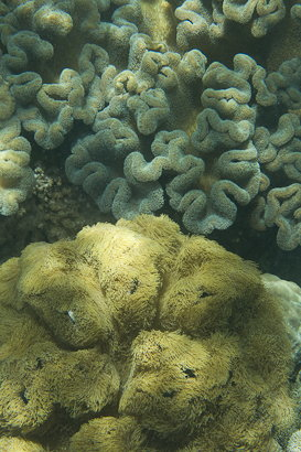Bunaken090128-3.eTU0sMX6FDbN.jpg