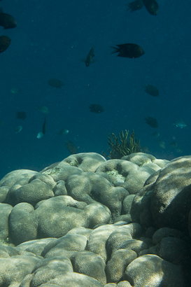 Bunaken090128-4.IOiN2QcDZHEO.jpg