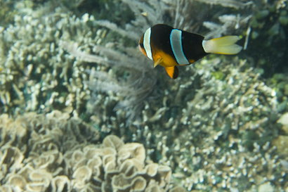 Bunaken090128-6.IcC2rCih4xFF.jpg