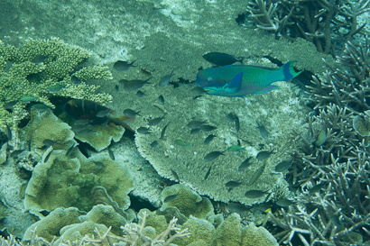 VulkanenBandaNaira_0%239A2ABE.dHjnBncFPS7i.jpg