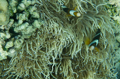 Bunaken090201-94.LrMahRSnHZBw.jpg