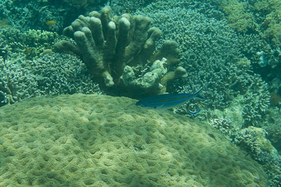 Bunaken090201-1.tJhcH1h4m8rW.jpg