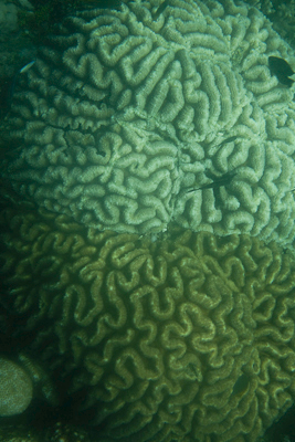Bunaken090205-141.D01JjkTgZ3hs.jpg