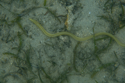 Bunaken090205-12.dWhxmcxTHpKd.jpg
