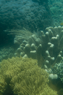 Bunaken090205-114.fHdbNJpfBgqd.jpg