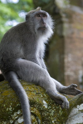 Ubud0902014-13.G0RUEN9Anohv.jpg