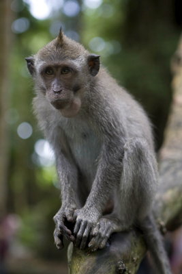Ubud0902014-16.wAyxBPKZOhLu.jpg