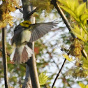 Black-throated Green Warbler
