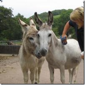 Donkeys.node Donkeys.node