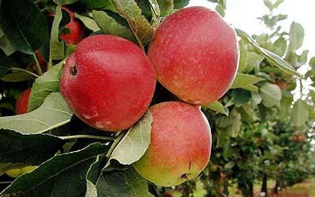 [Apples-[3].jpg]
