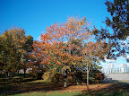 Tervasaari park in autumn