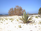 El Cotillo beach