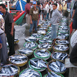 Tuna tuna everywhere - but is it sustainable?