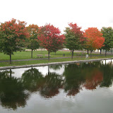 Leaves changing