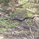 Black Tiger Snake