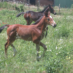 Vie du haras