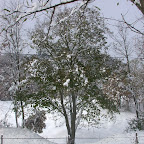 arbre.jpg
