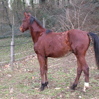 Galant2aII.jpg
