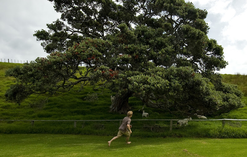 Clayton Chasing Sheep