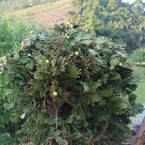 花开正旺的仙人掌