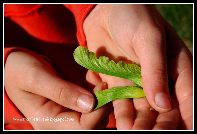 [helicopters[5].jpg]