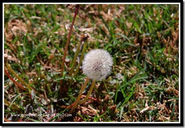 dandelion