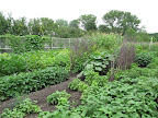 My Farm in Late August