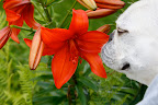 If I close my eyes, I can just imagine them in the garden - so lovely and fragrant!