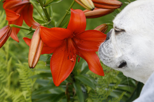 If I close my eyes, I can just imagine them in the garden - so lovely and fragrant!