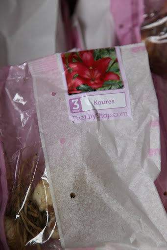 I love that the flower is pictured on each bag.  This one is called Koures and is a rich shade of red.