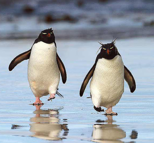 Rockhopper Penguins Rockhopper Penguins