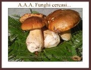 funghi porcini