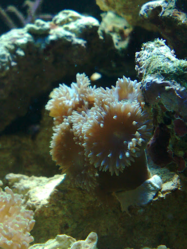 Duncanopsomia axifunga